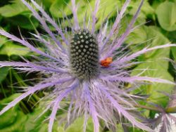 2013-08-18_Regina-F-Rau_Schachen_Blumen  (197).JPG